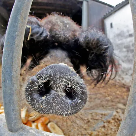 La Ligule - And Children's Farm Mignault