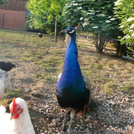 La Ligule - And Children's Farm *